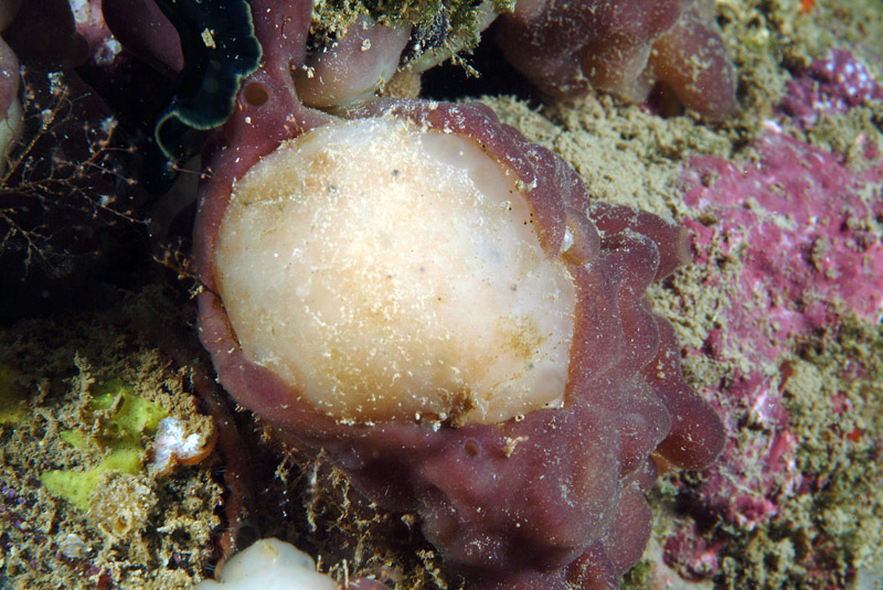 Aplidium sp.
